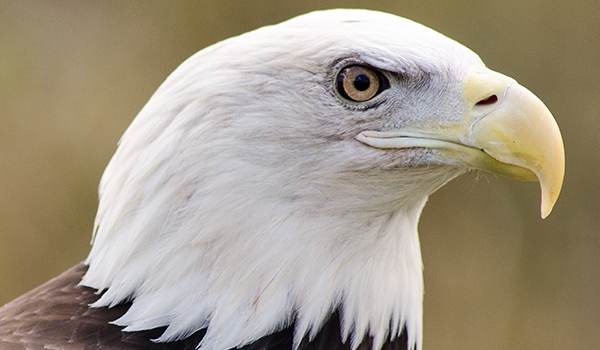 Birds of Prey  Schlitz Audubon Nature Center