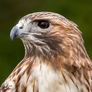 Meet Sky Walker | Red-tailed Hawk | Schlitz Audubon Nature Center