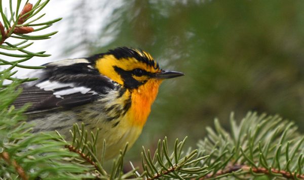 Spring Migration Highlights from the Center - Schlitz Audubon