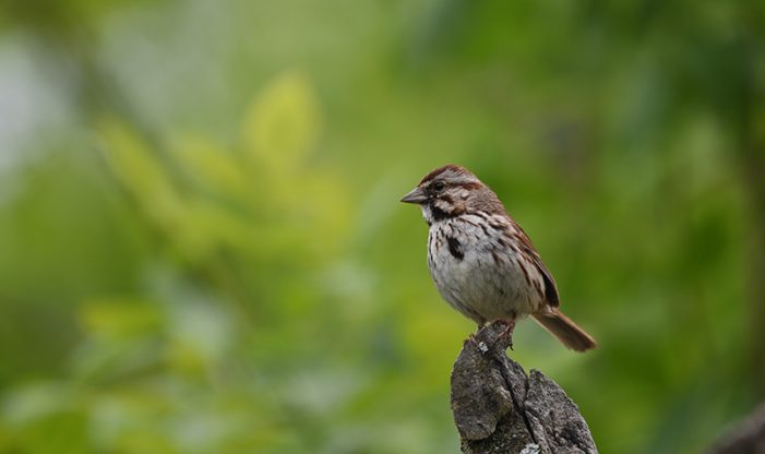 A Long Hike on the Summer Solstice - Schlitz Audubon