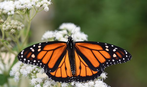 Summer Insects, Up Close and Personal - Schlitz Audubon