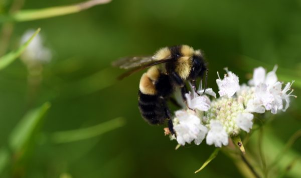 Summer Insects, Up Close and Personal - Schlitz Audubon