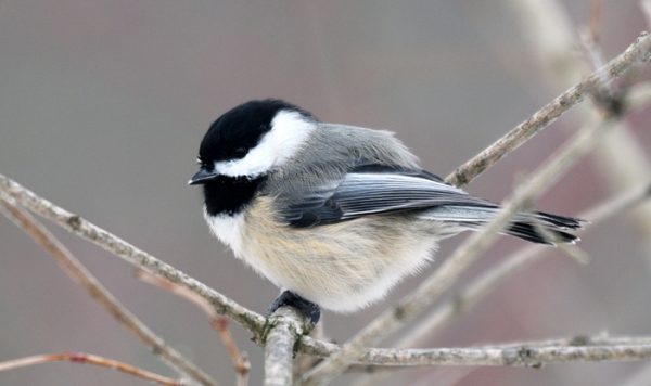 Sounds of the Chickadee - Schlitz Audubon