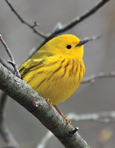 Tiny, Bright, and Beautiful: Warblers of Spring - Schlitz Audubon