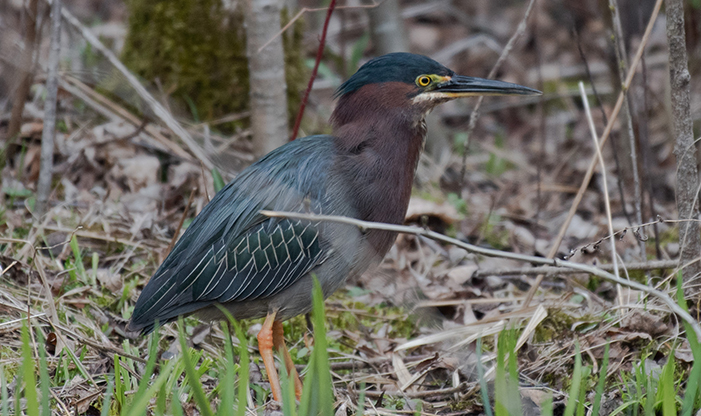 Bird Profile: Green Heron | Schlitz Audubon Nature Center