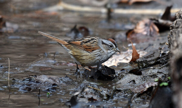 Bird Profile Swamp Sparrow Schlitz Audubon